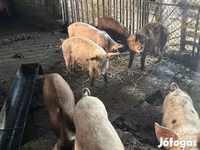 सूअर (लॉट, लिंग निर्दिष्ट नहीं), सूअर — फ़ोटो 1