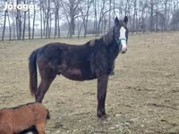 Horse (M), Hungarian horse breed — photo 1