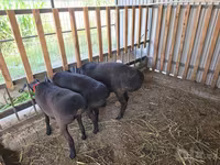 Bélier, Hissar sheep — photo 4