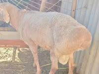 Kos, Rhon sheep — 4. fotó