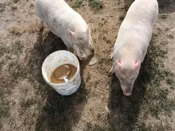 Säue, Вьетнамская вислобрюхая