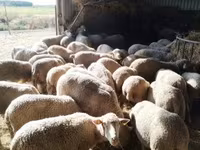 Juh, Ile-de-France sheep — 1. fotó