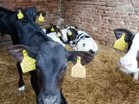 Bull, Holstein breed — photo 1