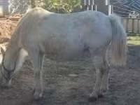 Klisna, Koně — foto 2