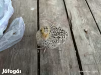 Quails — الصورة 2