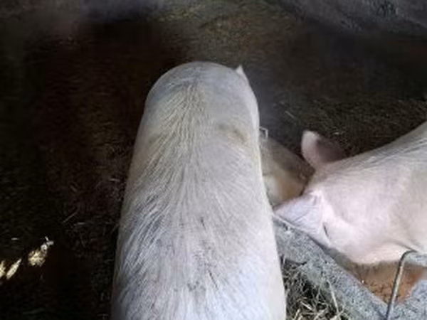 Süldőanya, Крупная белая