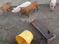 公猪, Pigs — 照片 4