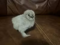 Silkie — 2. fotó