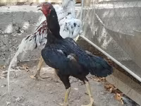 Chickens — 1. fotó