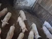 Pigs (batch, sex not specified), Pigs — photo 2
