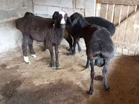 Bélier, Arashan sheep — photo 1
