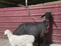 भेड़, भेड़ — फ़ोटो 1