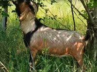 公山羊, Nubian Goat — 照片 2