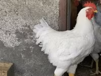Plymouth Rock — 1. fotó