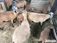 Sheep, Cameroon sheep — photo 1