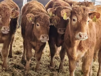 Bydło (partia, płeć nieokreślona), Simmental cattle — zdjęcie 1