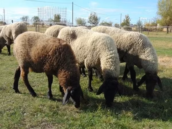 母羊, Tsigai sheep