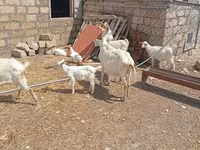 Cabra, Toggenburg goat — foto 7