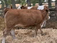بقرة, Simmental cattle — الصورة 5