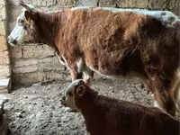 Сиыр, Latvian Blue cattle — 3-сурет