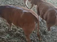 Byk, Simmental cattle — zdjęcie 4