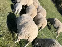 كبش, الأغنام — الصورة 1