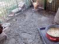 Chickens — 照片 2