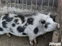 公猪, Вьетнамская вислобрюхая — 照片 1