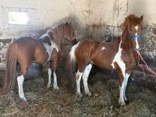 Horse (M), Horses