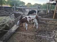 Bika, Simmental cattle — 3. fotó