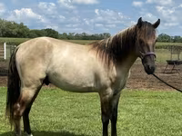 Hing, Rocky Mountain Horse — 5. fotó
