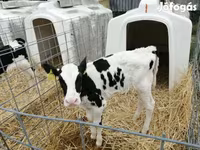 Vaca, Raza Holstein — foto 6