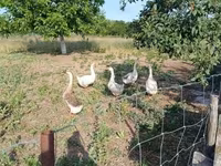 Geese — photo 2