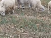 公羊, Cerry Hill sheep — 照片 2