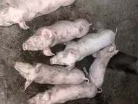 母猪, Pigs — 照片 5