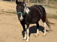 Mare, Horses — photo 2