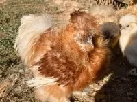Silkie — zdjęcie 2