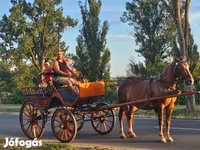 Kanca, Lovak — 2. fotó