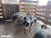 母猪, Pigs — 照片 4
