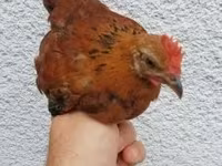 Chickens — photo 2