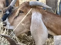 母山羊, Nubian Goat — 照片 4