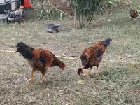 Chickens — الصورة 8