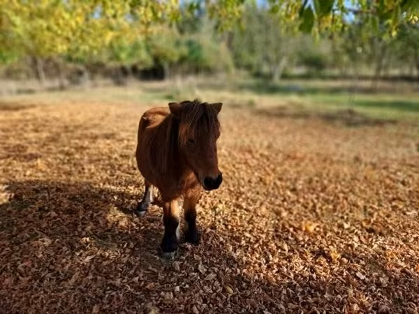 公马, Horses