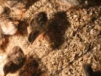 Chickens — foto 2