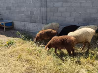 Sheep, Sheep — photo 3