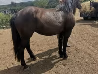 Mare, Međimurje horse — photo 4