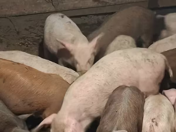 Sow, Pigs