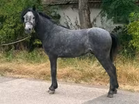 Horse (M), Horses — photo 2