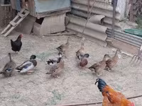 Ducks — 2. fotó