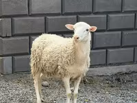 Carnero, Hissar sheep — foto 1